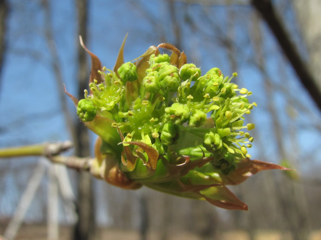 Image of Acer cappadocicum specimen.