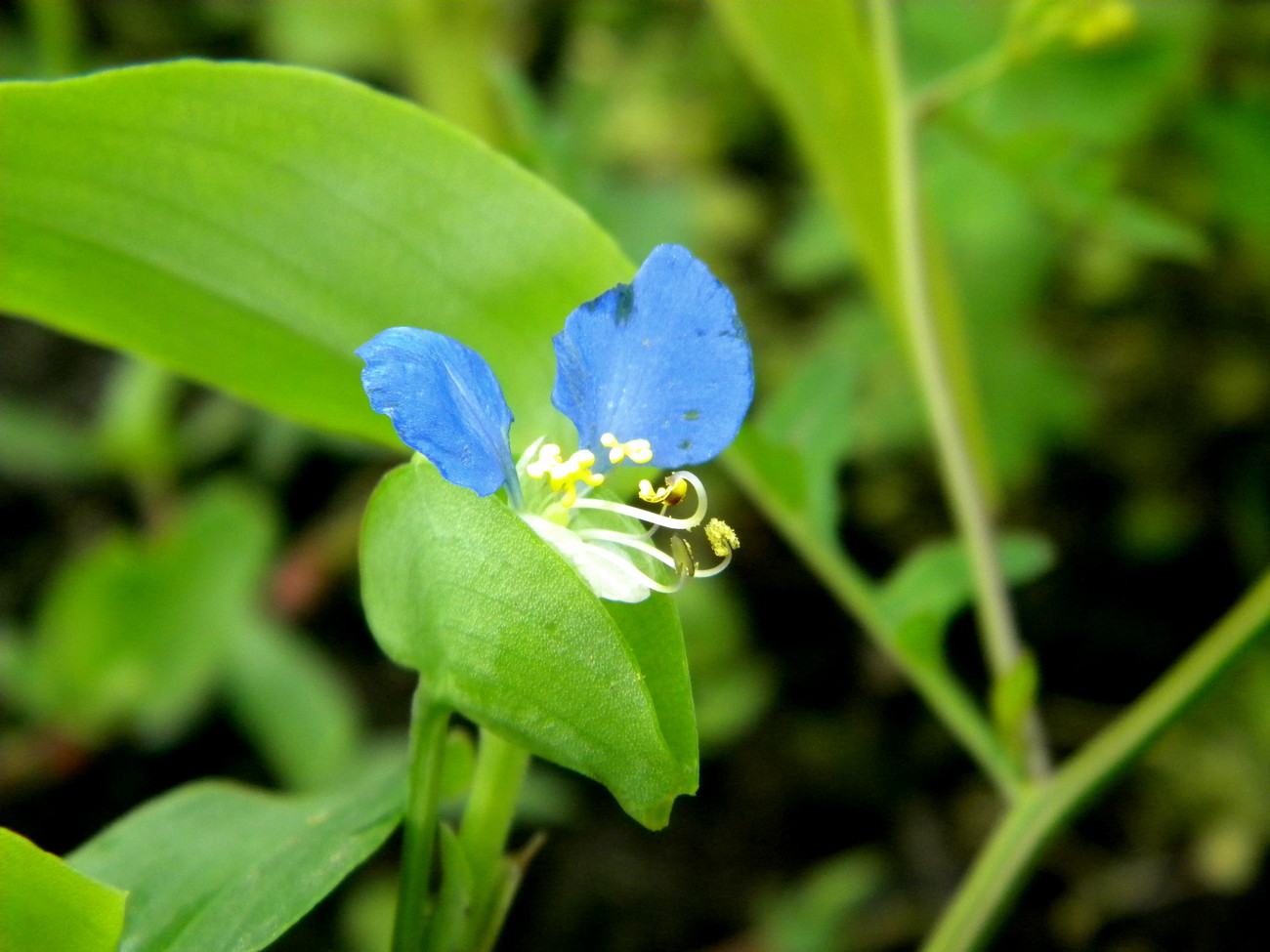 Изображение особи Commelina communis.