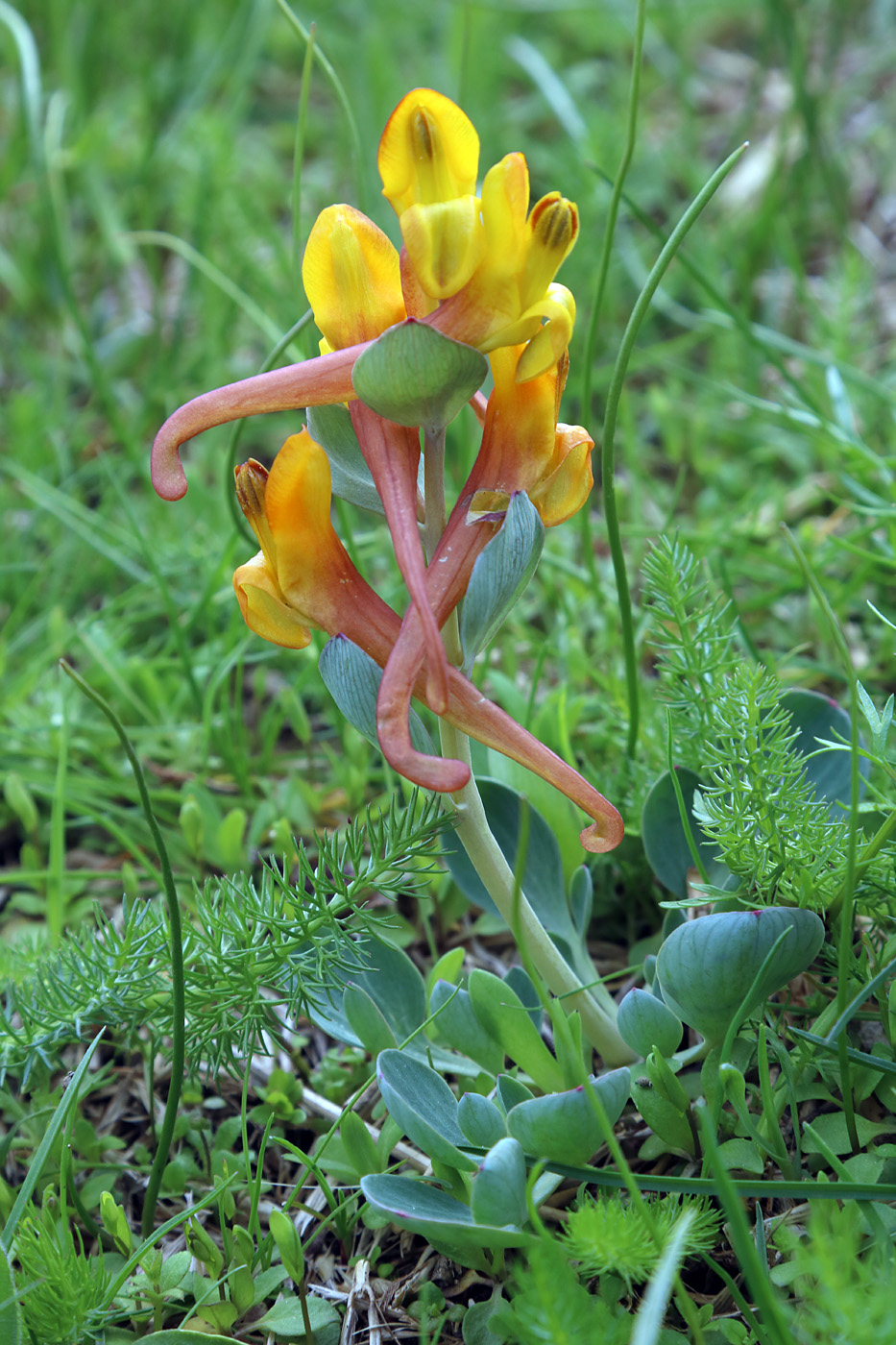 Image of Corydalis sewerzowii specimen.