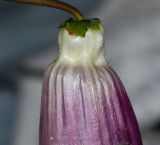 Cobaea scandens