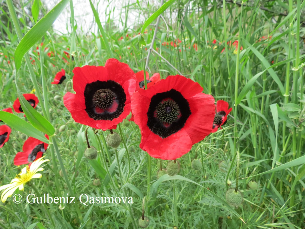 Image of Papaver ocellatum specimen.