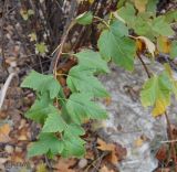 Physocarpus opulifolius