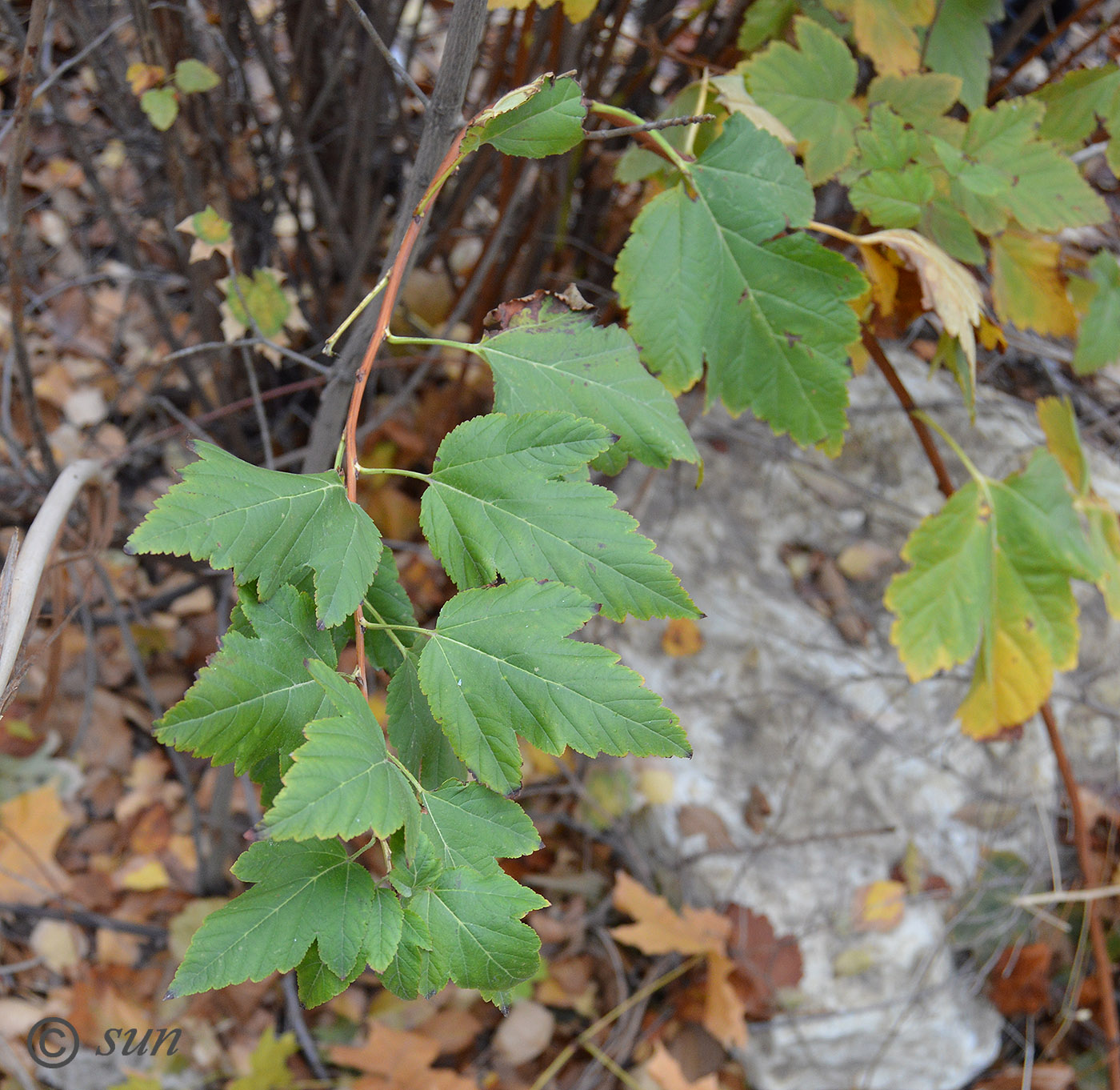 Image of Physocarpus opulifolius specimen.