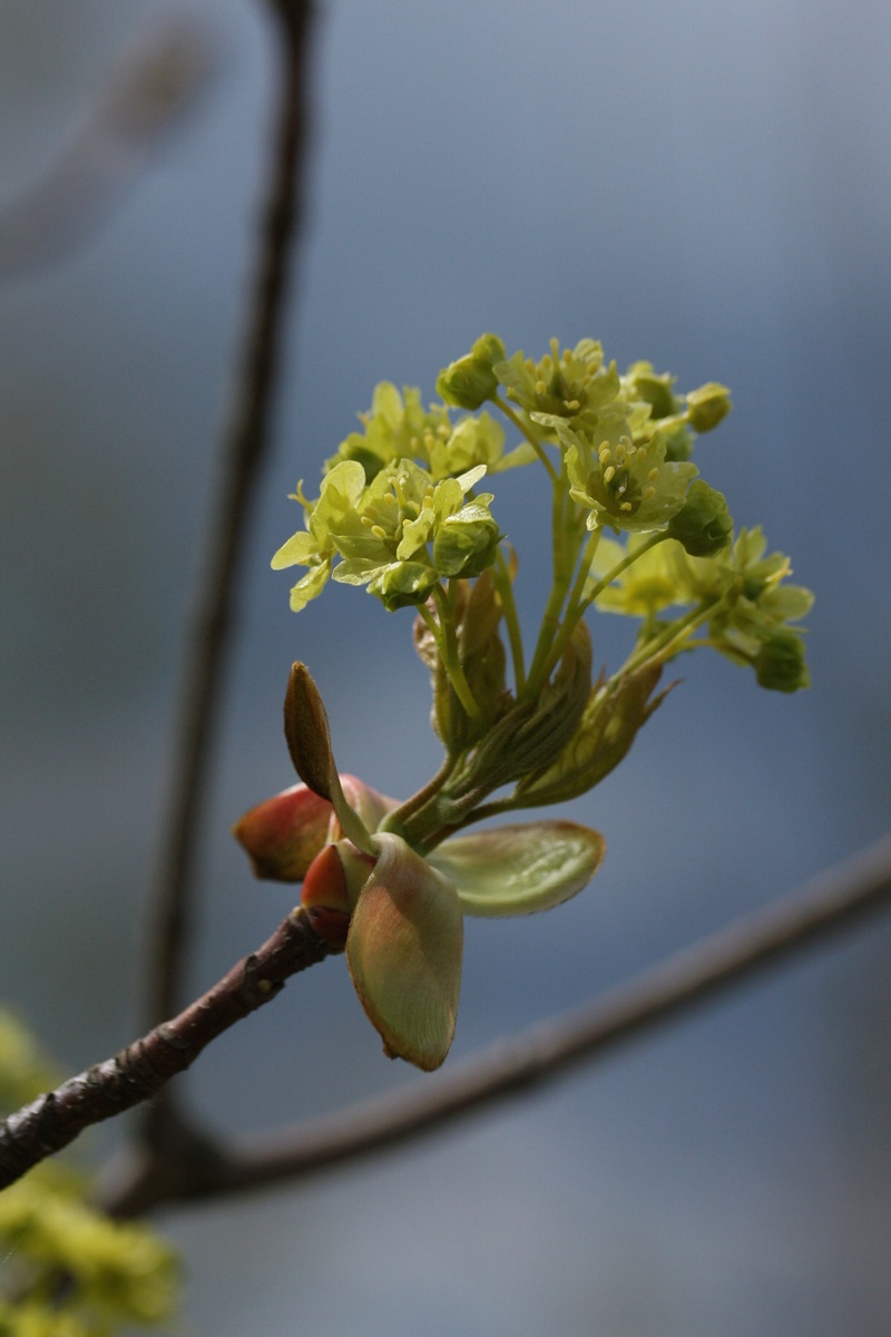 Image of Acer platanoides specimen.