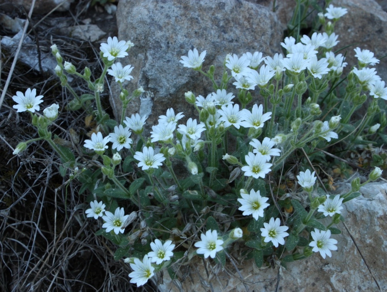 Изображение особи Cerastium uralense.