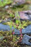 Epilobium palustre. Цветущее растение. Мурманская обл., Кандалакшский р-н, Княжегубское вдхр., оз. Нотозеро, низкий затапливаемый берег небольшого каменистого островка. 24.07.2020.