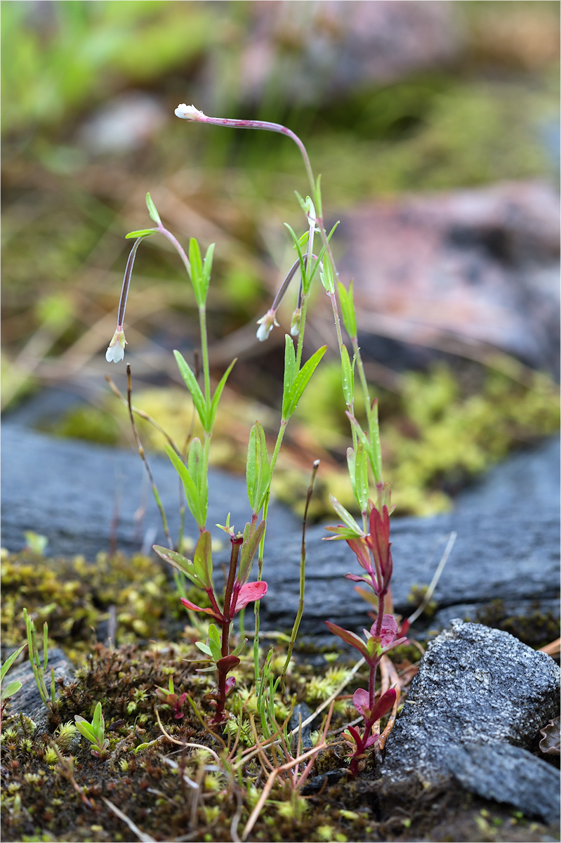 Image of Epilobium palustre specimen.