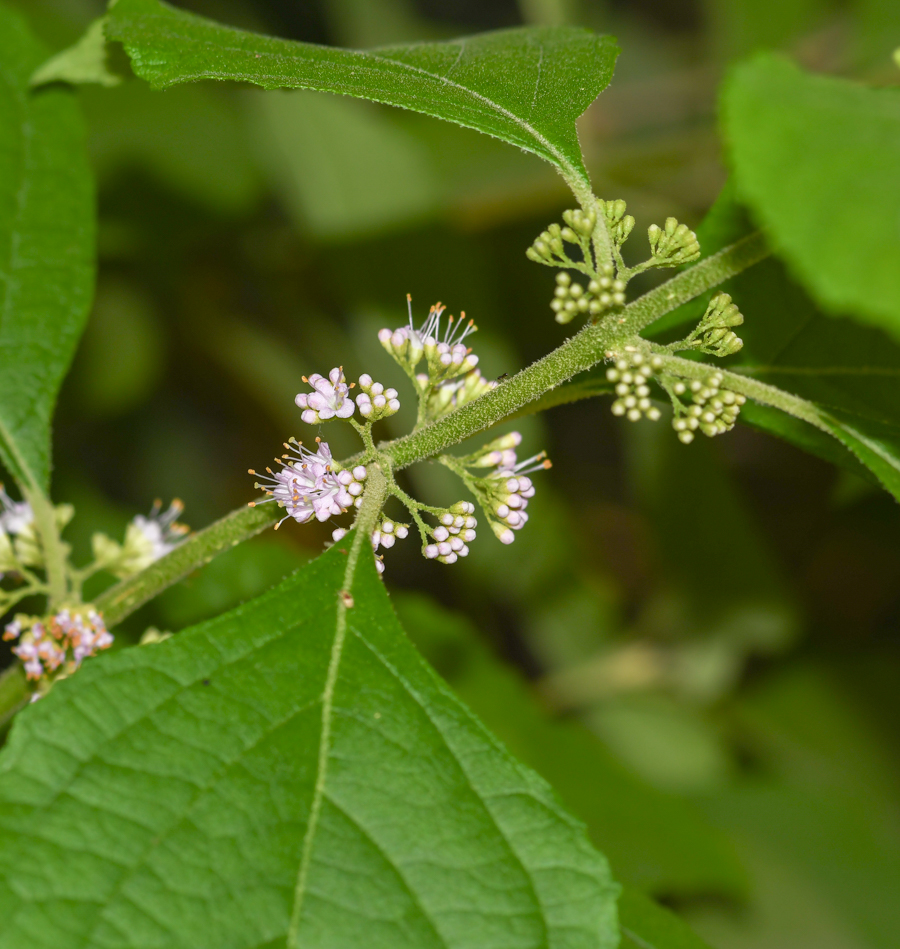 Image of Callicarpa americana specimen.