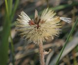 Aster alpinus. Соплодие после дождя. Пермский край, Кунгурский р-н, ур. Подкаменная гора, разнотравный луг. 26.06.2021.
