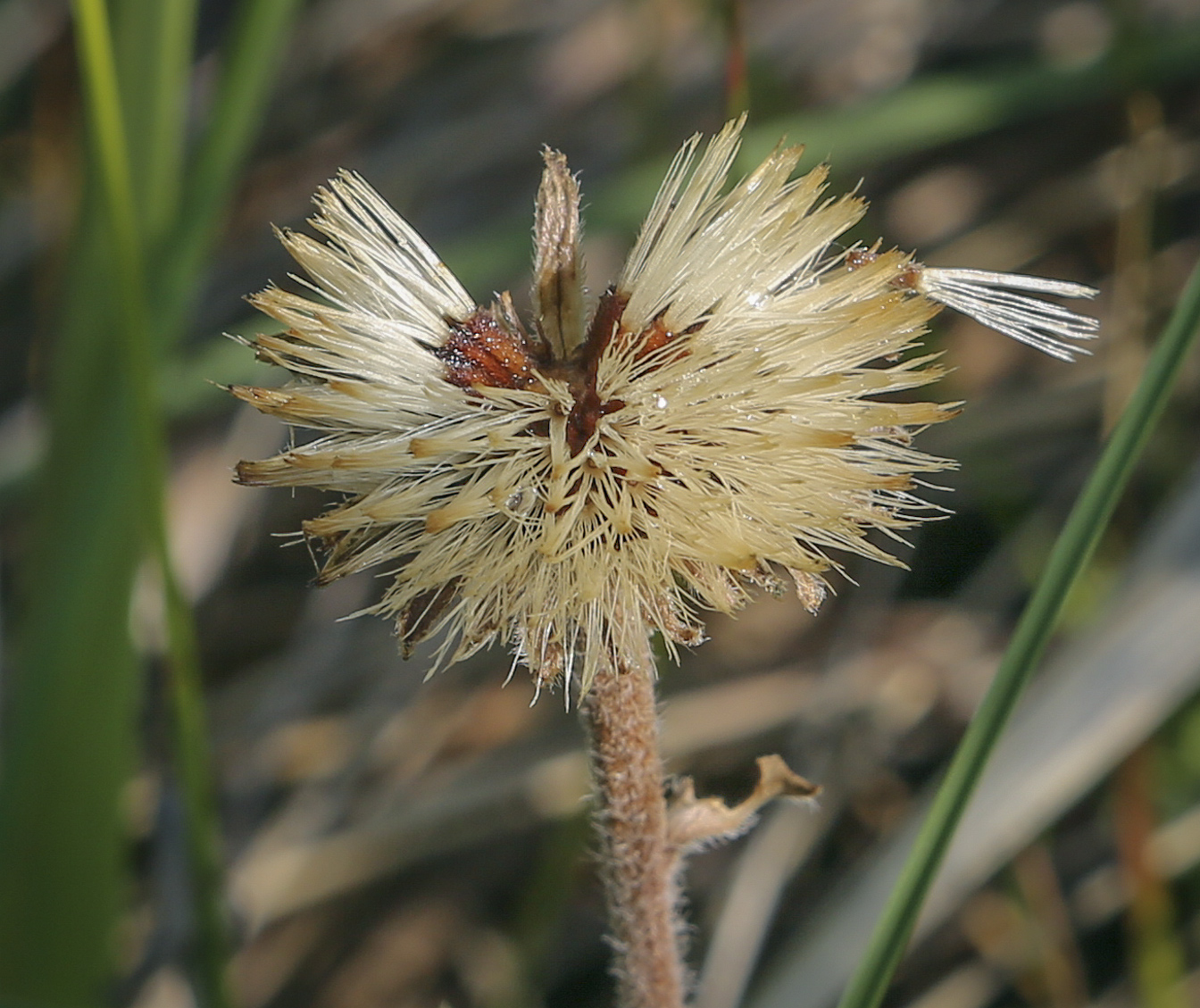 Изображение особи Aster alpinus.