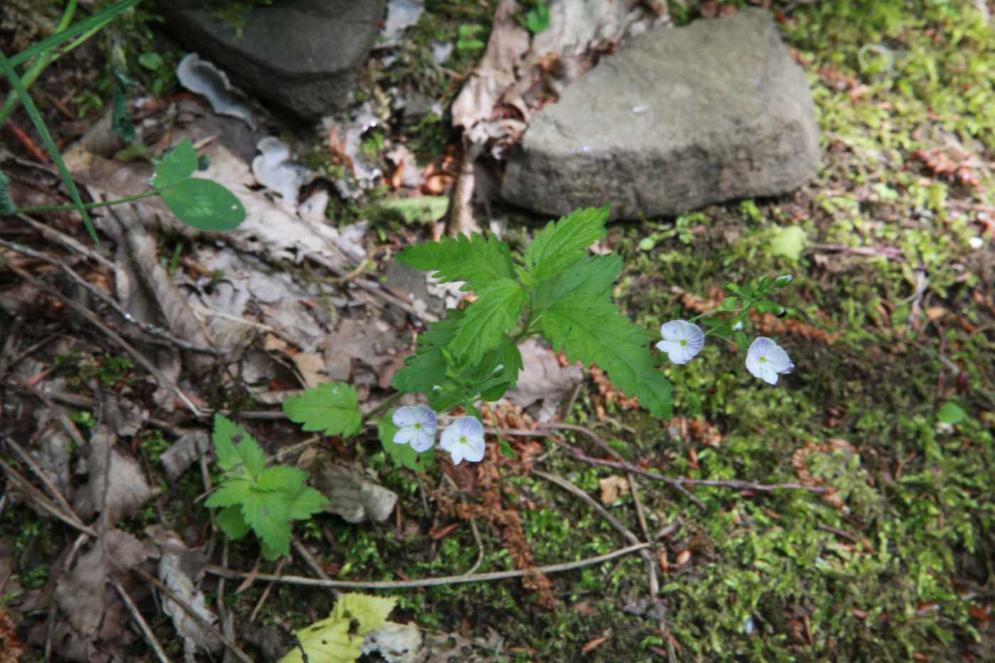 Image of Veronica magna specimen.