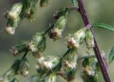 genus Artemisia. Соцветия. Приморский край, Лазовский р-н, Лазовский заповедник, 2 км Ю кордона Америка. 17.08.2009.