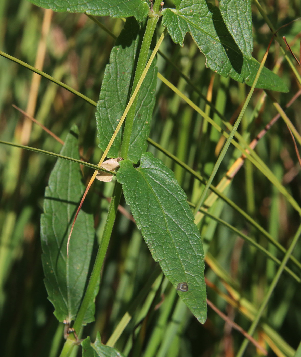 Image of Scutellaria galericulata specimen.