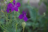 Delphinium cyphoplectrum