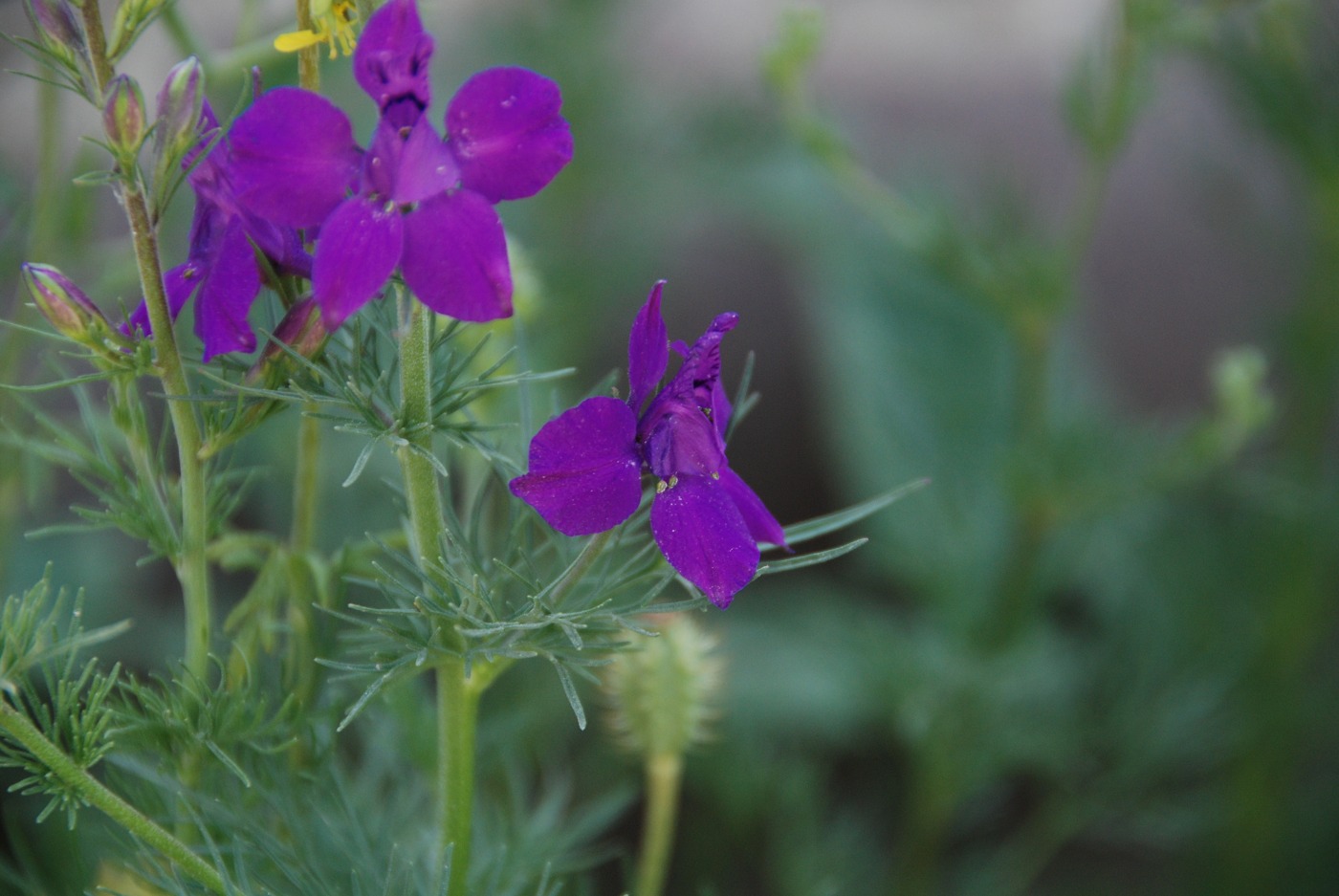 Изображение особи Delphinium cyphoplectrum.