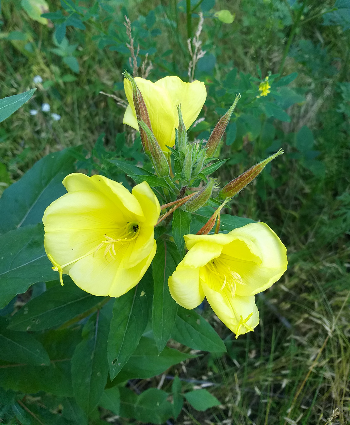 Изображение особи Oenothera glazioviana.