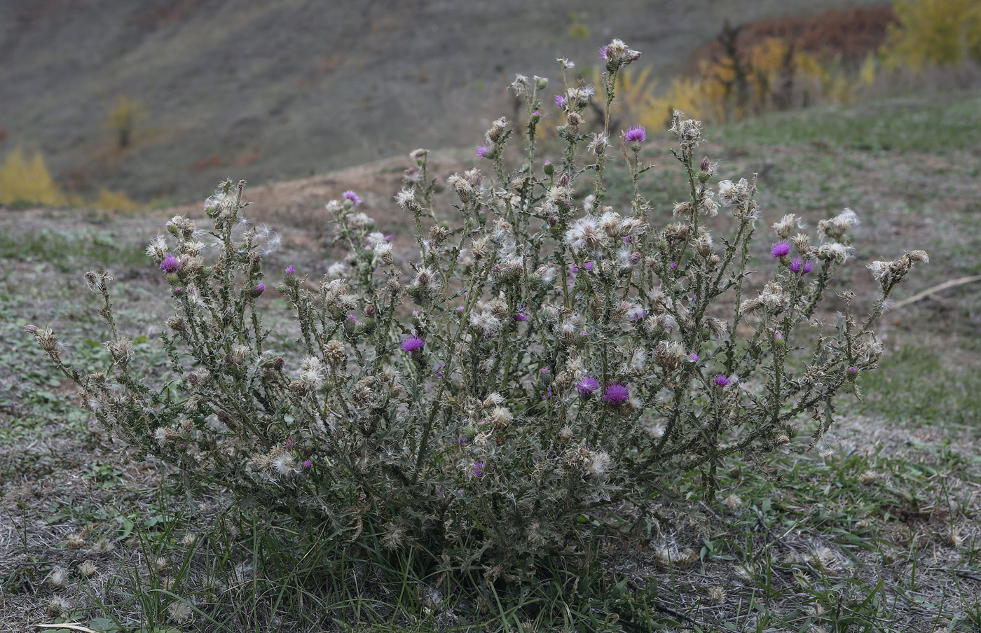 Изображение особи Carduus acanthoides.