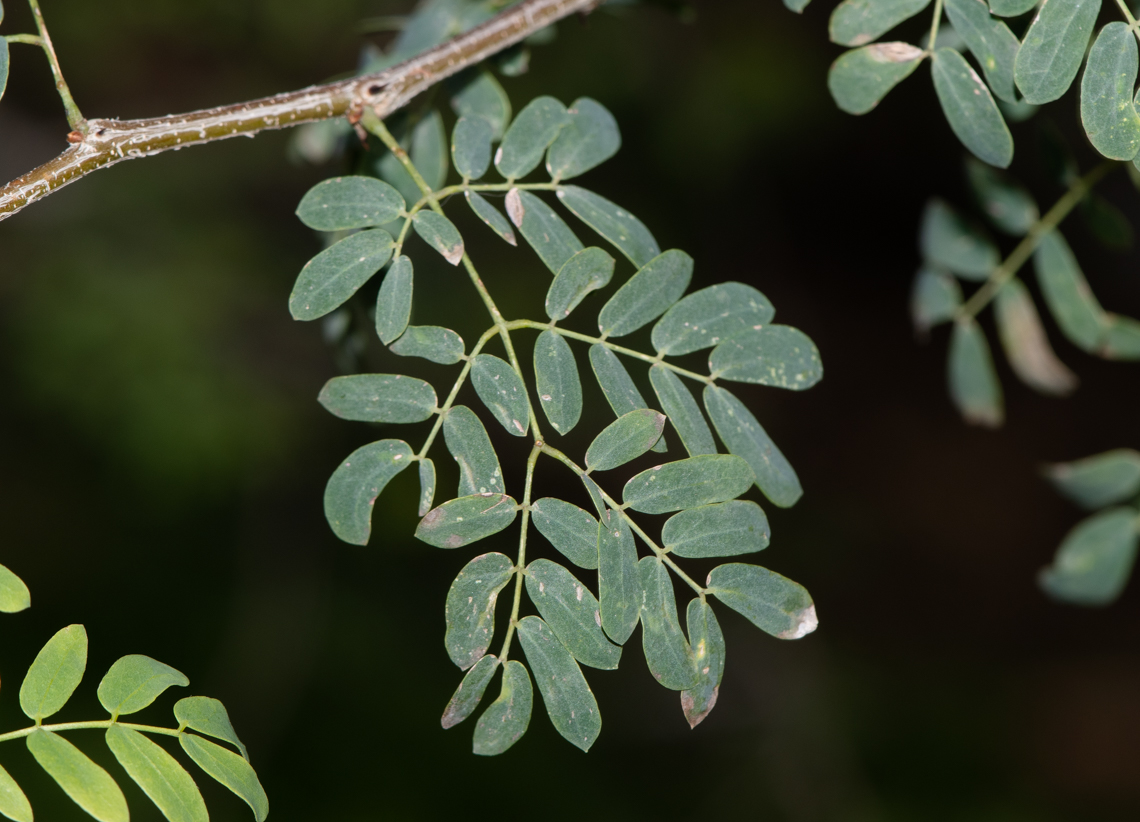 Image of Senegalia laeta specimen.
