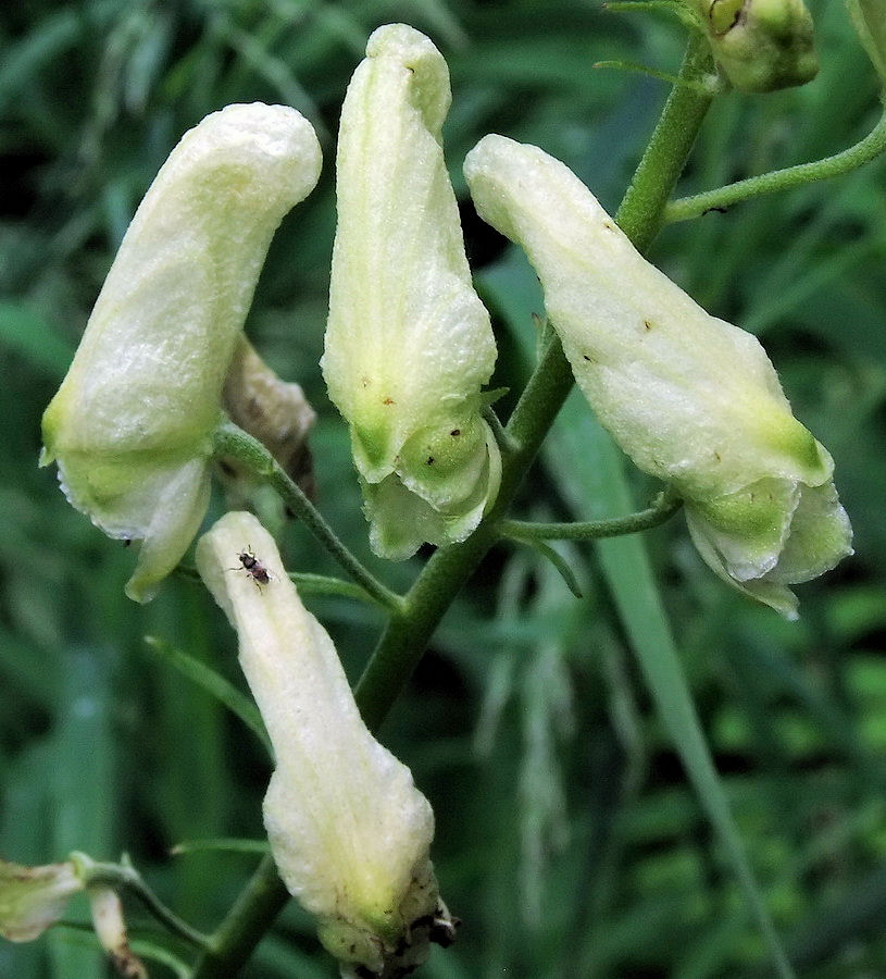 Image of Aconitum umbrosum specimen.