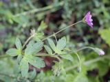 Geranium pyrenaicum. Верхушка цветущего растения в каплях дождя. Москва, БС МГУ, на газоне. 01.09.2021.