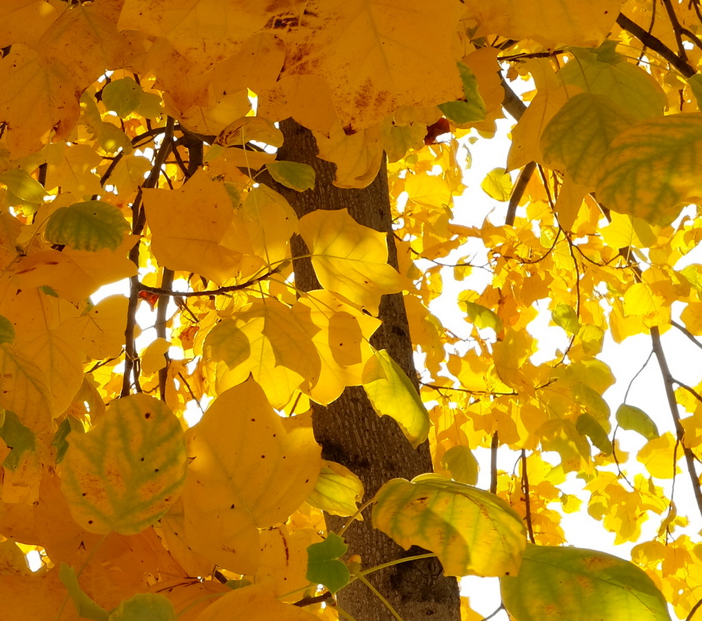 Image of Liriodendron tulipifera specimen.