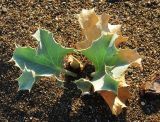 Eryngium maritimum