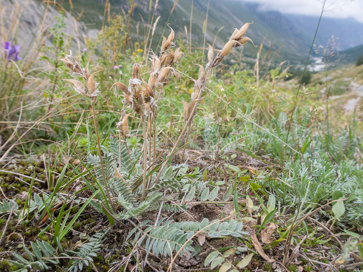 Изображение особи Oxytropis owerinii.