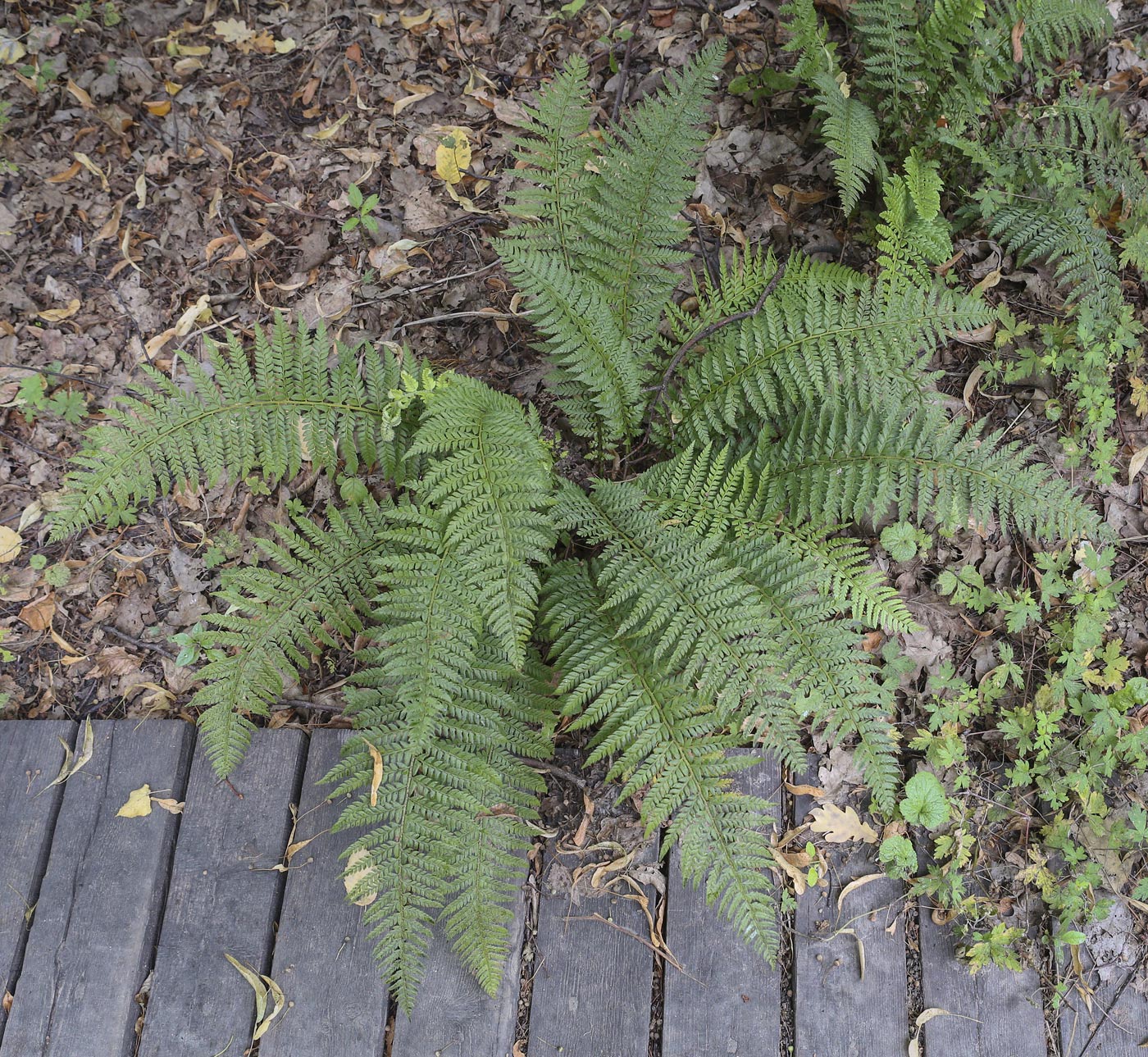 Image of Polystichum aculeatum specimen.