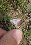 Convolvulus ammannii. Цветок. Республика Алтай, Кош-Агачский р-н, край Чуйской котловины, ур. Тархетинский мегалитический комплекс, высота 2000 м н.у.м. 2 августа 2020 г.