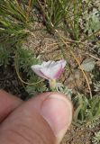 Convolvulus ammannii