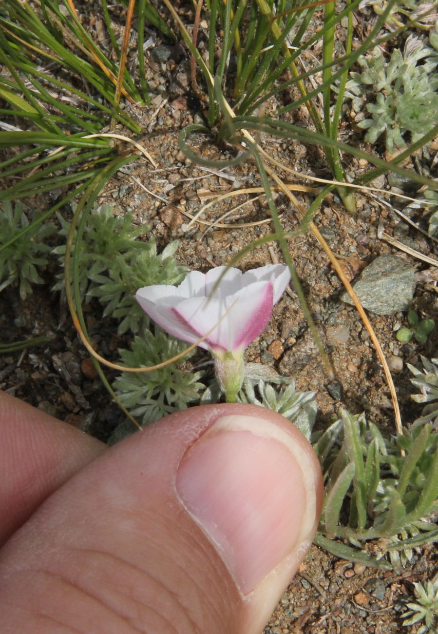 Изображение особи Convolvulus ammannii.