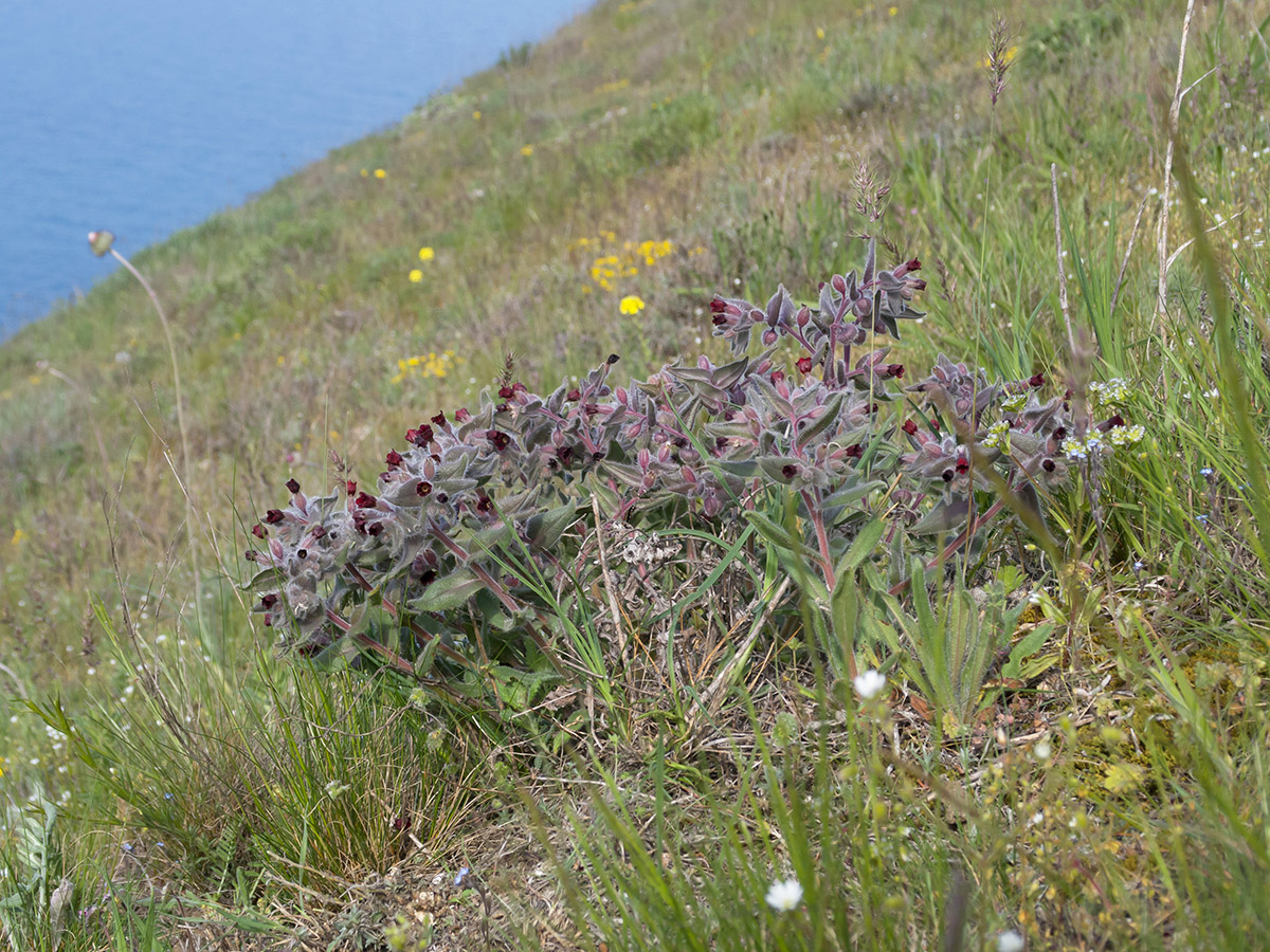 Image of Nonea taurica specimen.