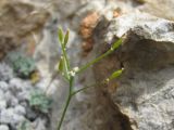 Draba ossetica