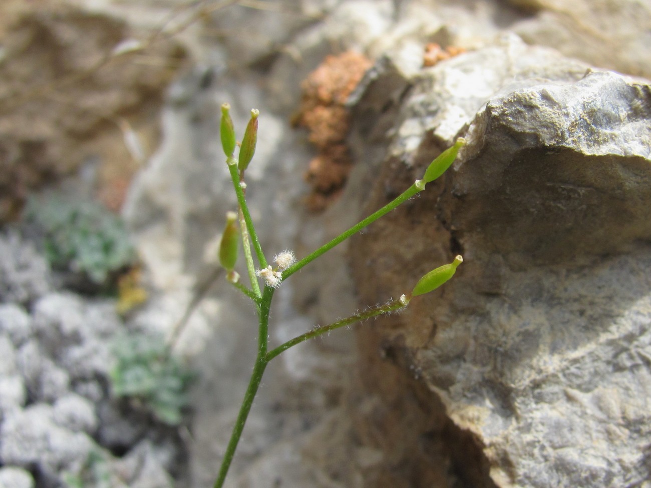 Изображение особи Draba ossetica.