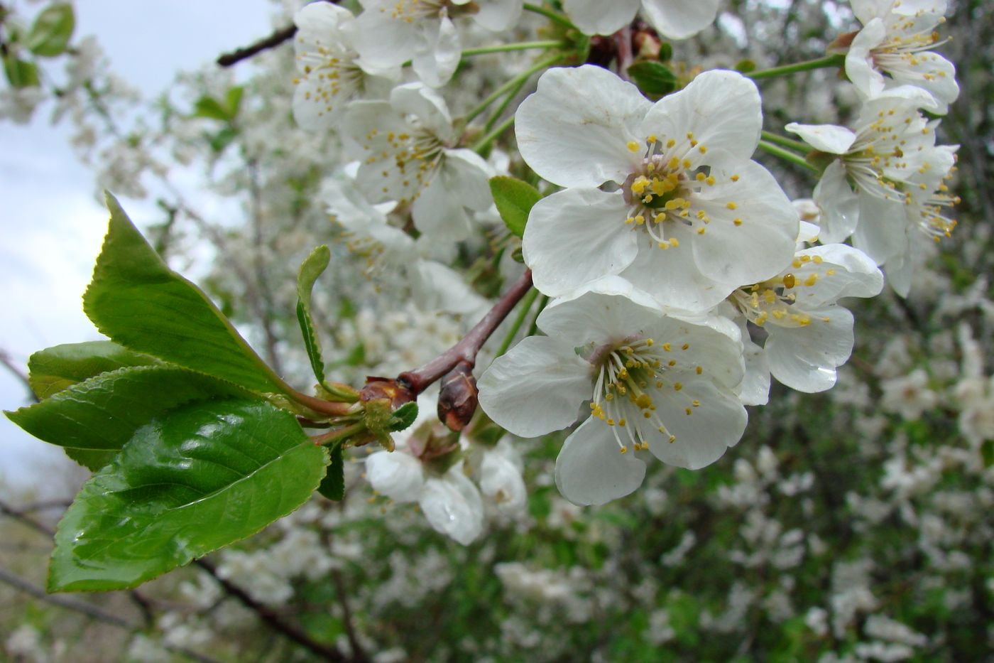 Изображение особи Cerasus vulgaris.