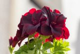 Pelargonium &times; domesticum
