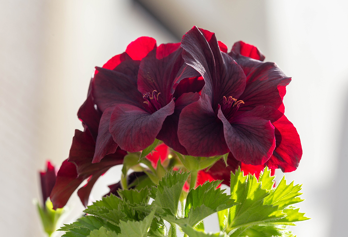 Image of Pelargonium × domesticum specimen.