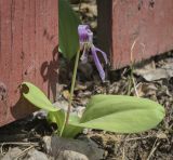 Erythronium sibiricum