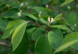 Lonicera xylosteum