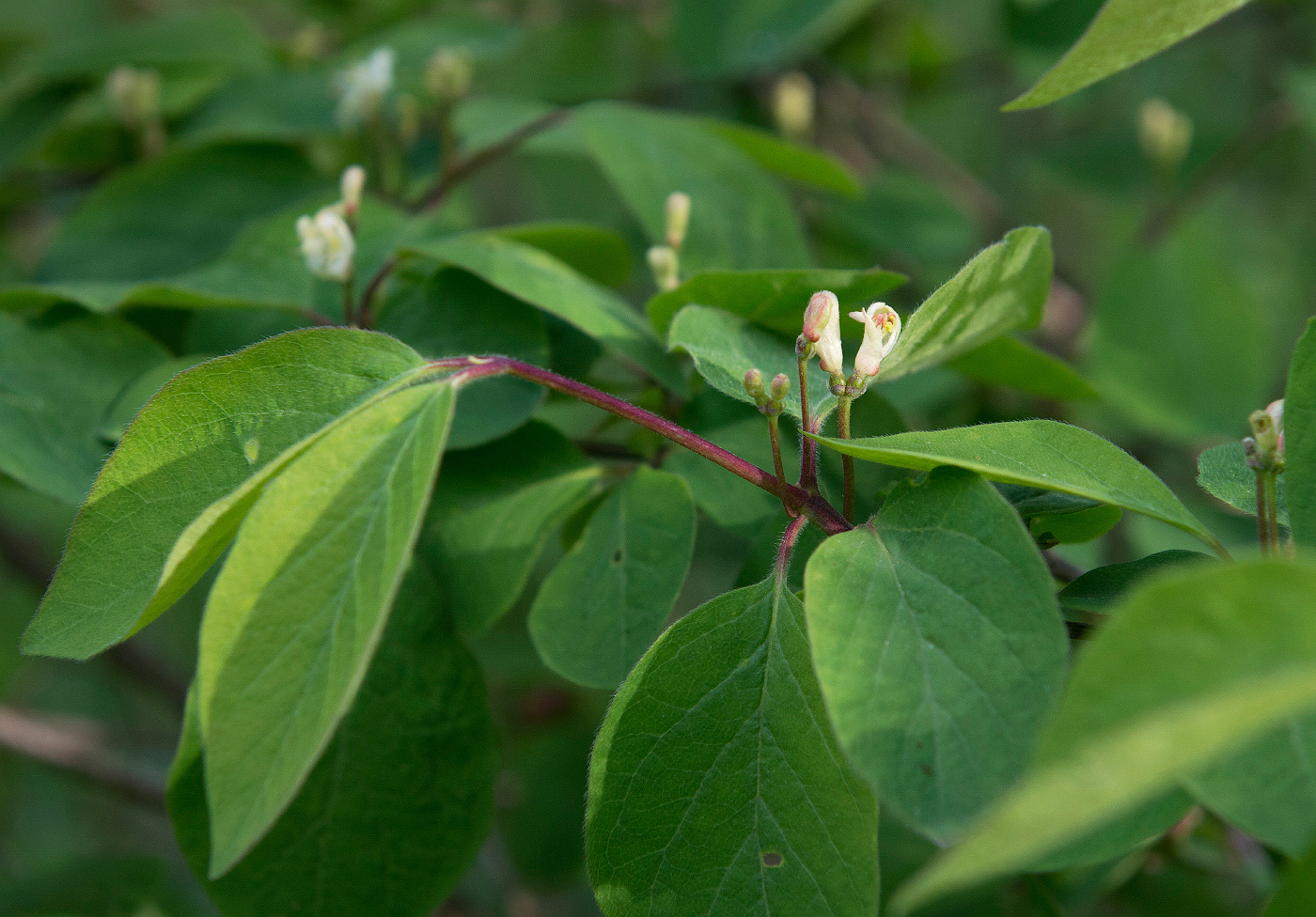 Изображение особи Lonicera xylosteum.