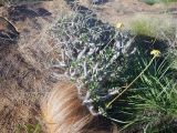 Pachypodium rosulatum