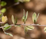 Combretum molle