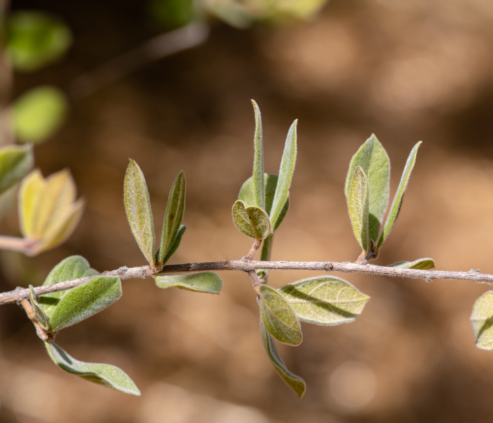 Image of Combretum molle specimen.