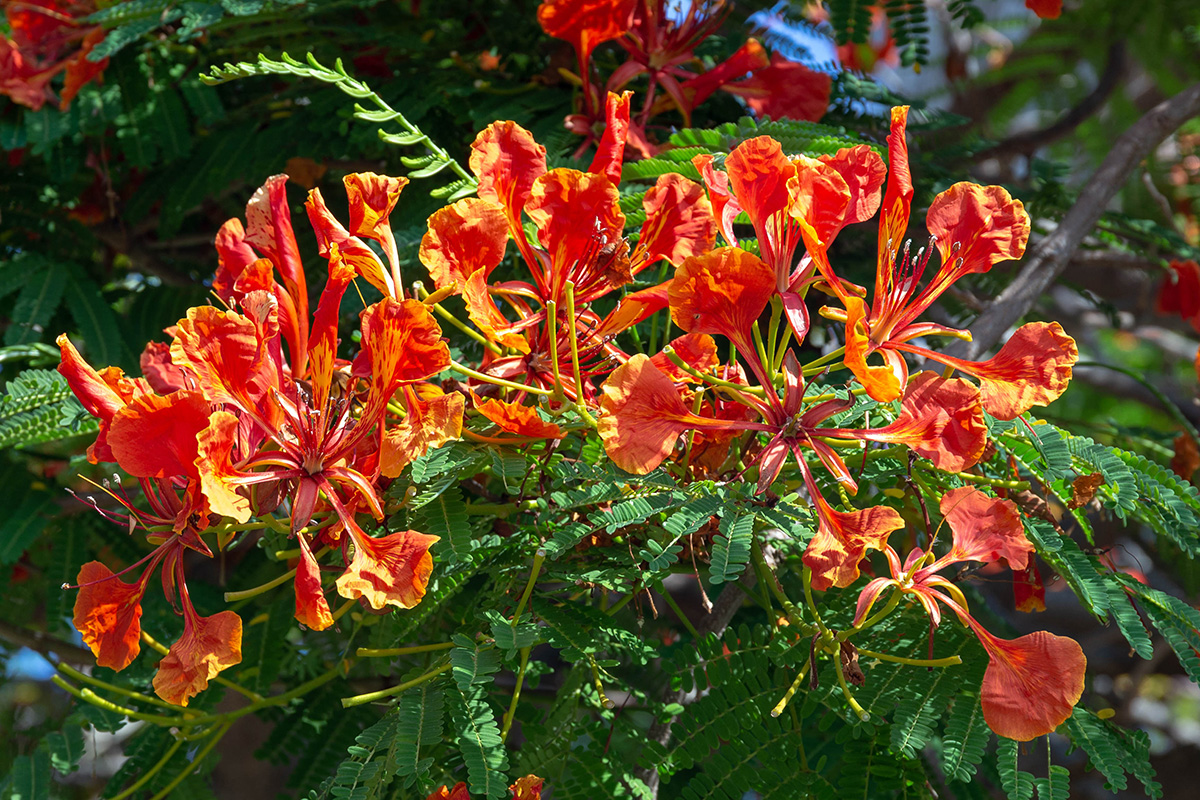 Изображение особи Delonix regia.