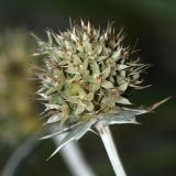 Eryngium maritimum