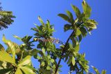 Barringtonia racemosa