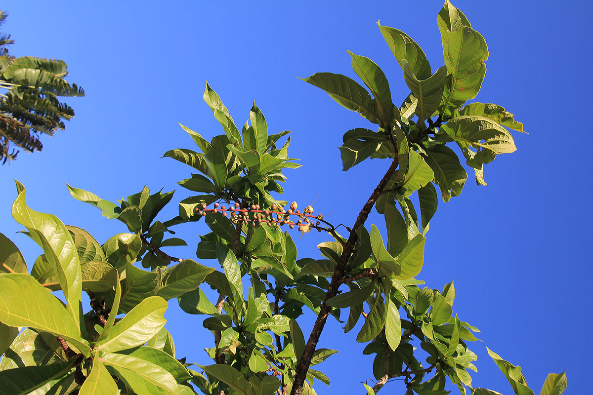 Image of Barringtonia racemosa specimen.