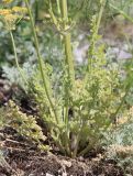 Zosima absinthifolia. Нижняя часть цветущего растения. Дагестан, окр. с. Талги, остепнённая терраса. 21 мая 2022 г.
