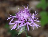 Centaurea jacea. Соцветие. Горный Крым, окр. с. Генеральское, опушка дубового леса. 15 июля 2022 г.