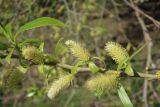 Salix euxina